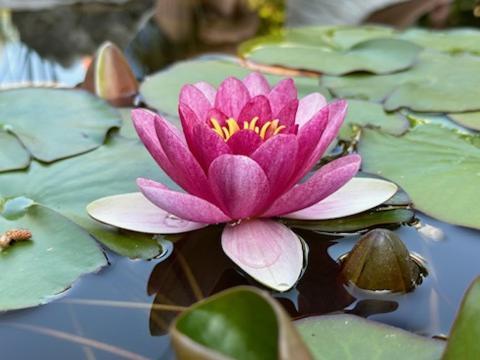 אובנה Gite 3 "Le Canal De Baza" Aux Magnolias מראה חיצוני תמונה